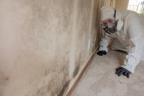 Water damage restoration mold remediation in Andale, KS